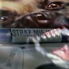 Trzy agresywne psy, które pogryzły dotkliwie kilka osób, wyłapali strażnicy miejscy