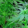 Policja zlikwidowała dwie plantacje konopi indyjskich w Małopolsce