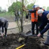 Nowe drzewa przy Kraków Arenie
