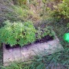 Niepołomice: KOLEJNA PLANTACJA KONOPI ZLIKWIDOWANA