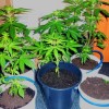 Wpadki plantatorów konopi indyjskich