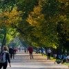 Rozpoczęły się cięcia pielęgnacyjne drzew na krakowskich Plantach